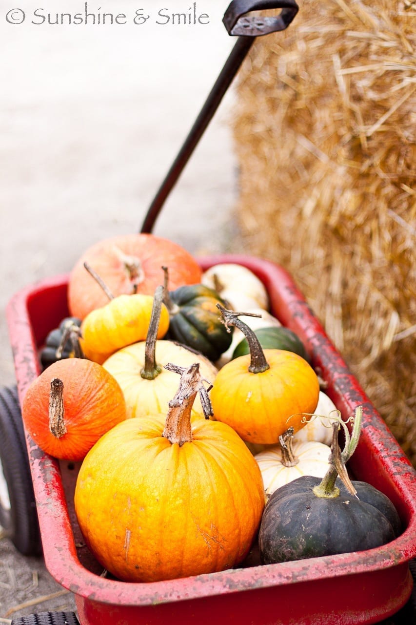 Pumpkin Festival 05