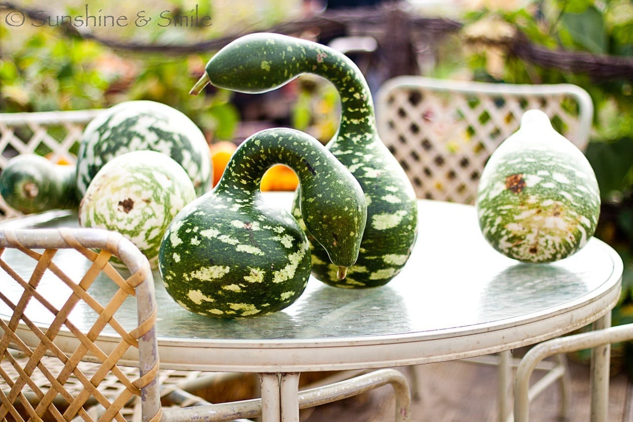 Pumpkin Festival 06