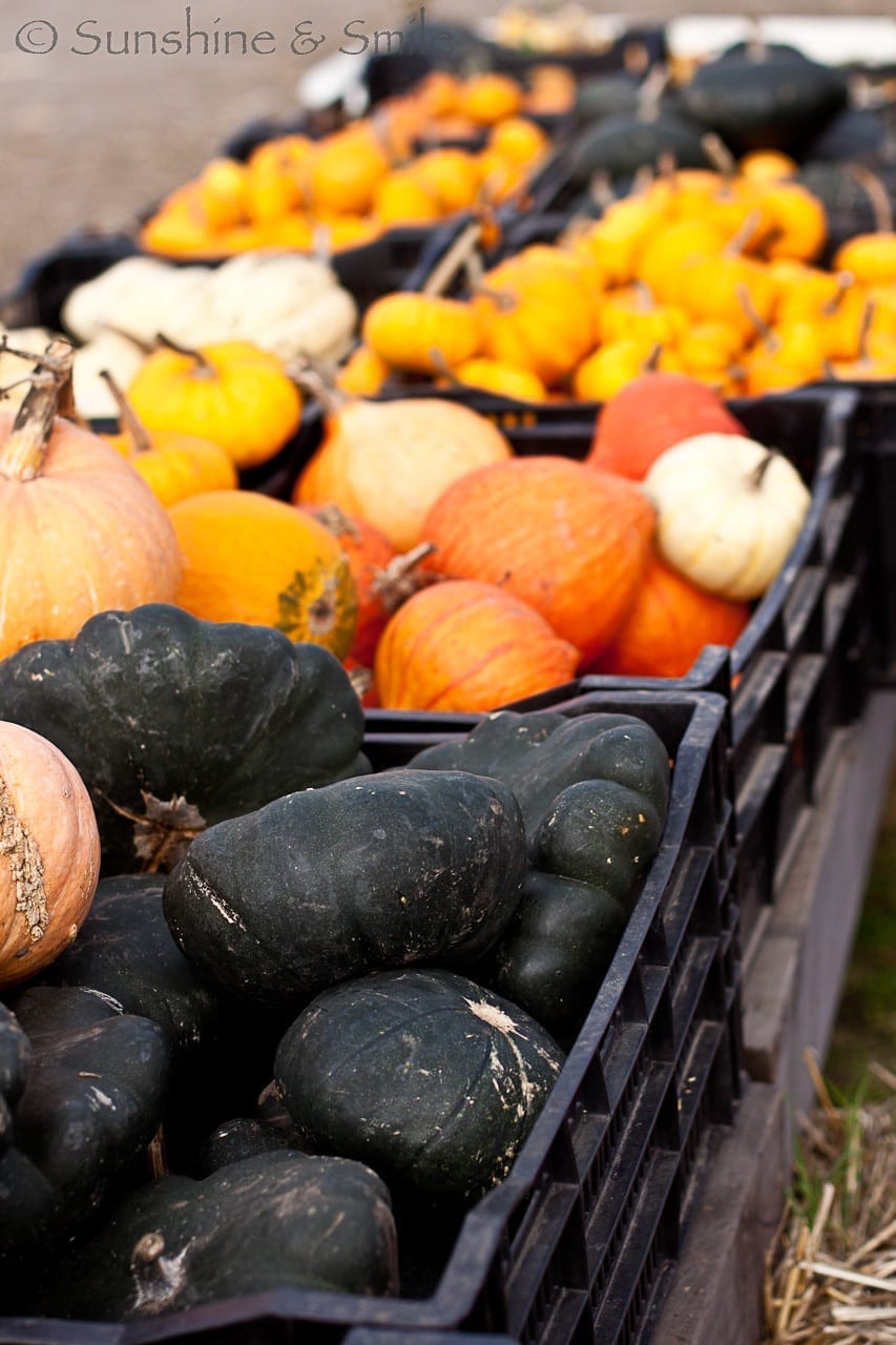 Pumpkin Festival 08