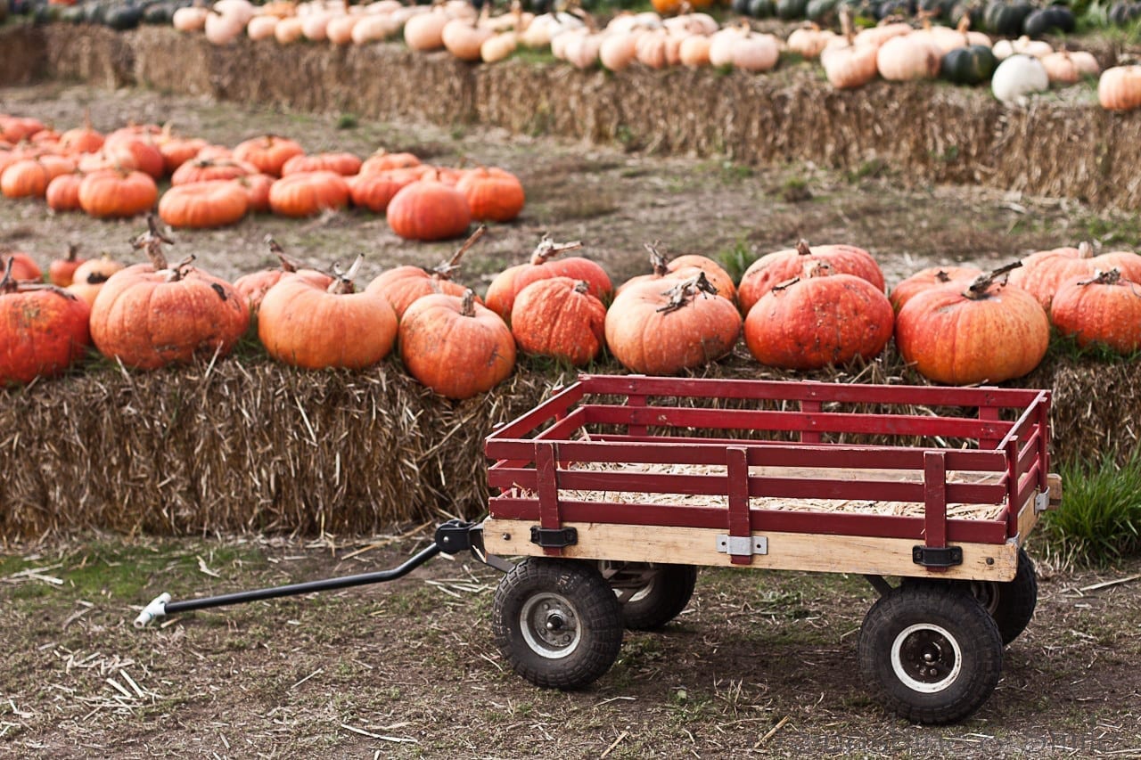 Pumpkin Festival 09