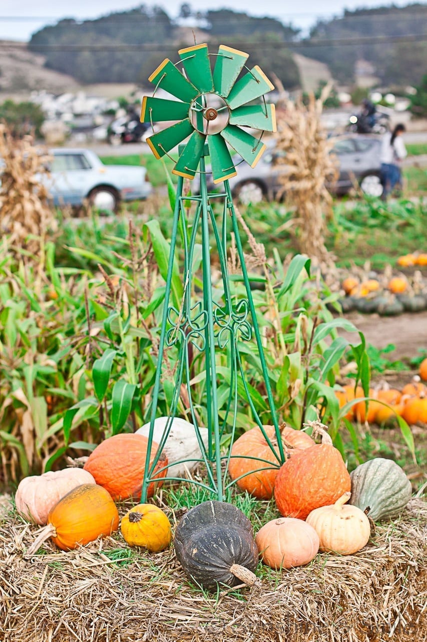 Pumpkin Festival 10