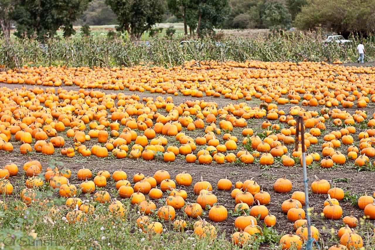 Pumpkin Festival 11