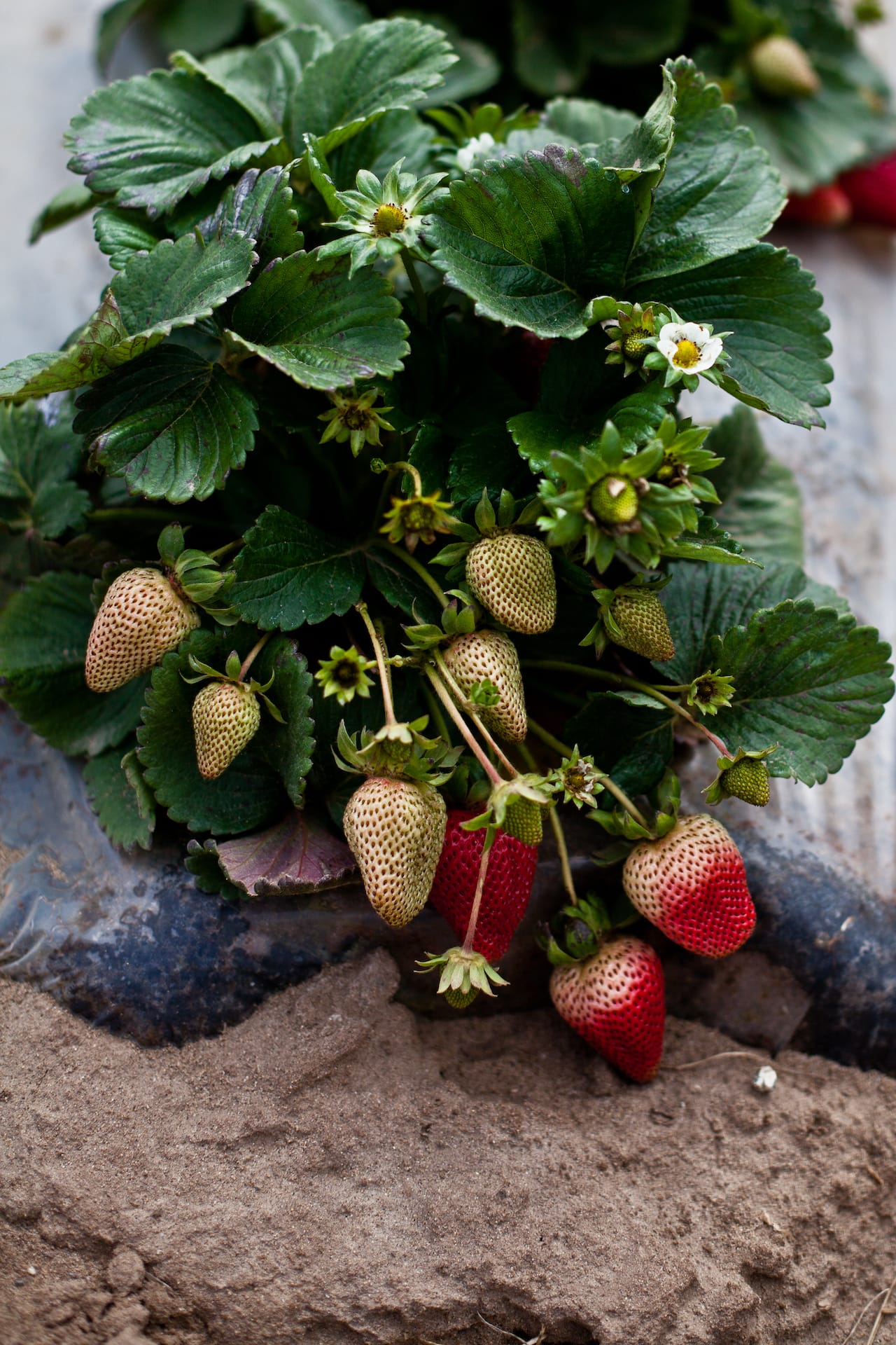 California Strawberry Farm Tour | Playful Cooking