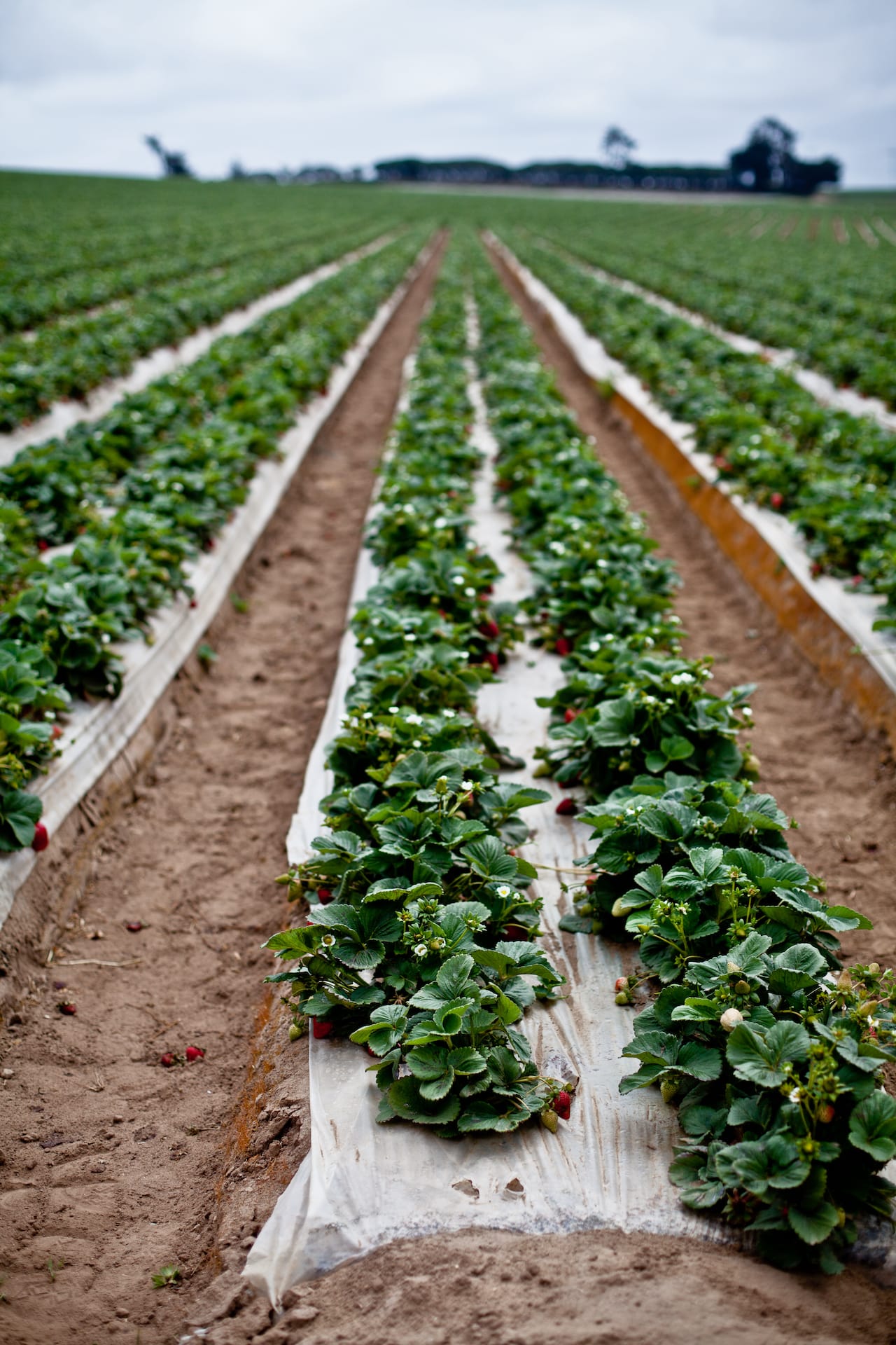 California Strawberry Farm Tour | Playful Cooking