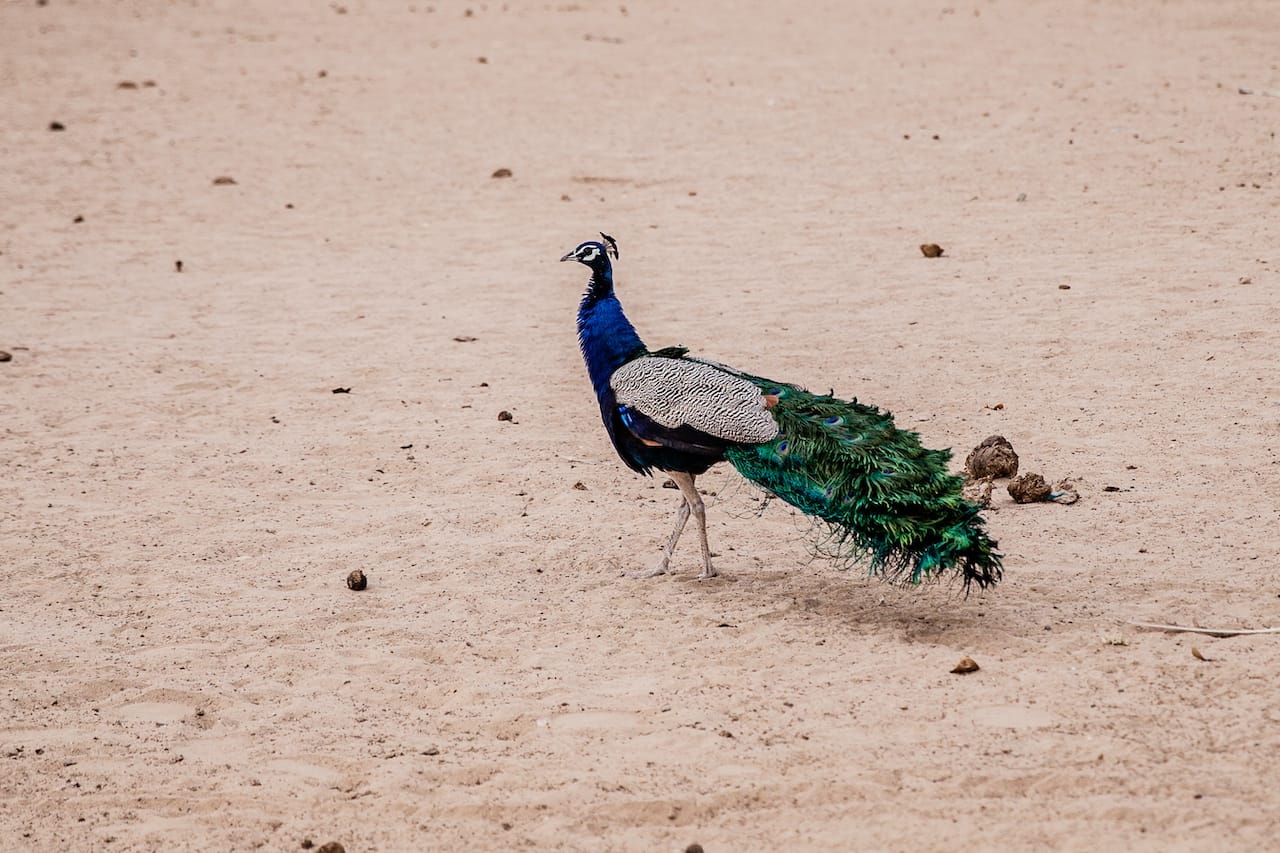 Rajasthan Trip | Kankana Saxena Photography