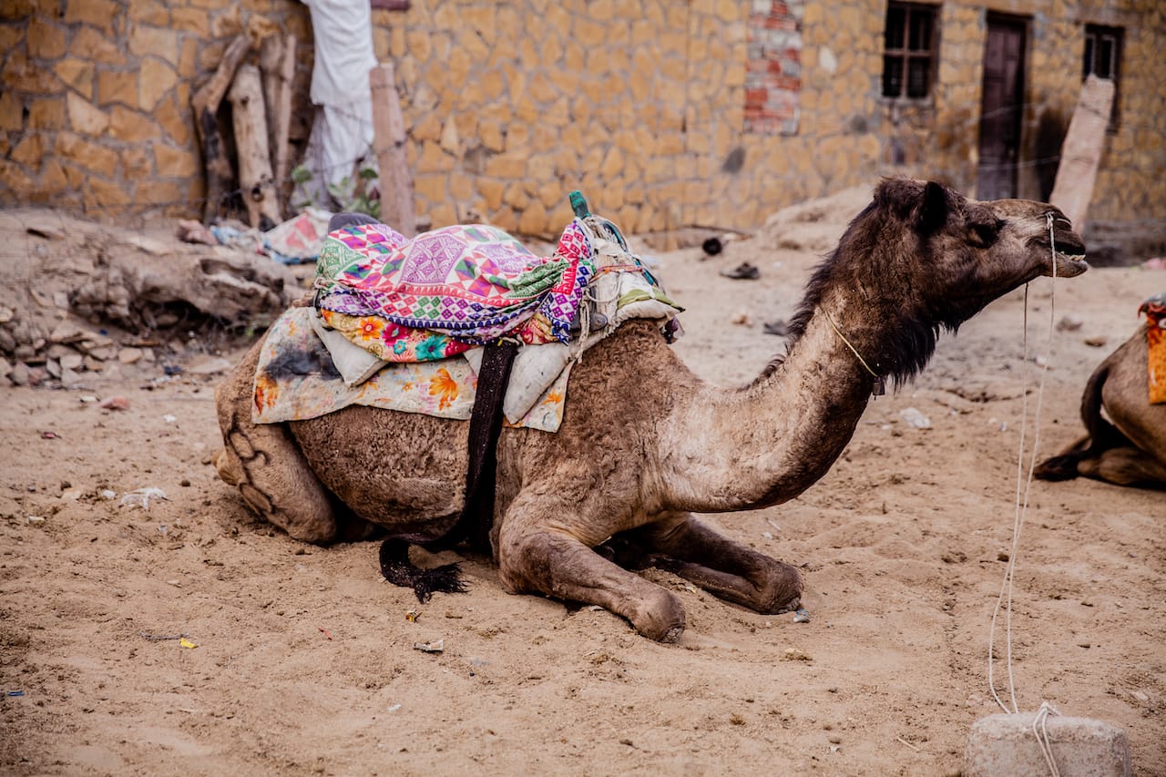 Rajasthan Trip | Kankana Saxena Photography