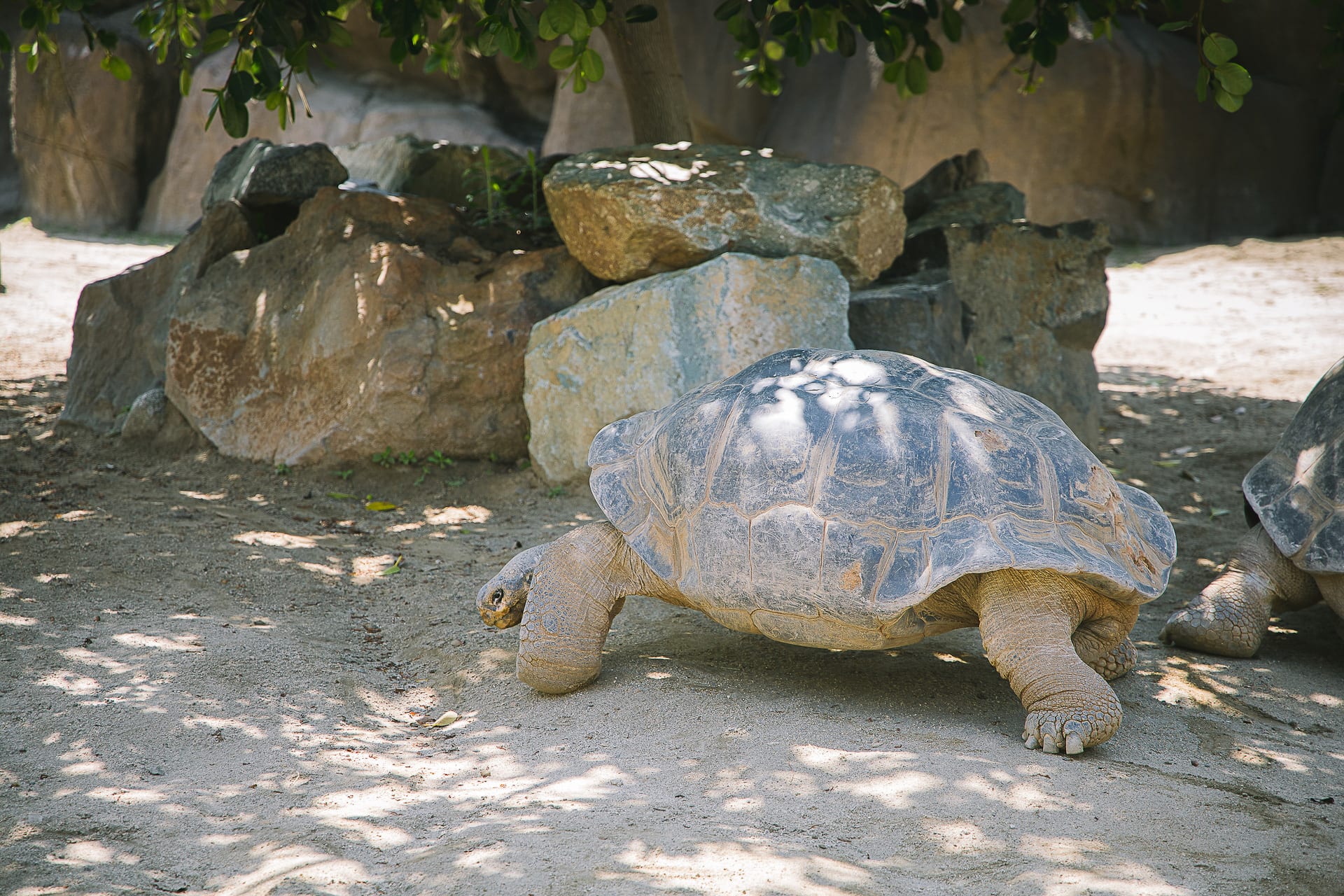 San Diego Zoo and Safari #travel #photography #zoo #safari