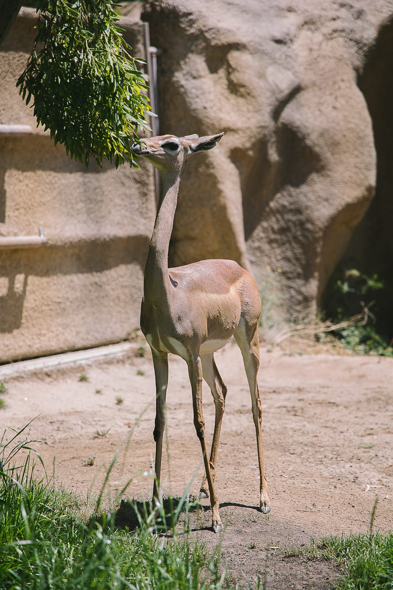San Diego Zoo and Safari #travel #photography #zoo #safari