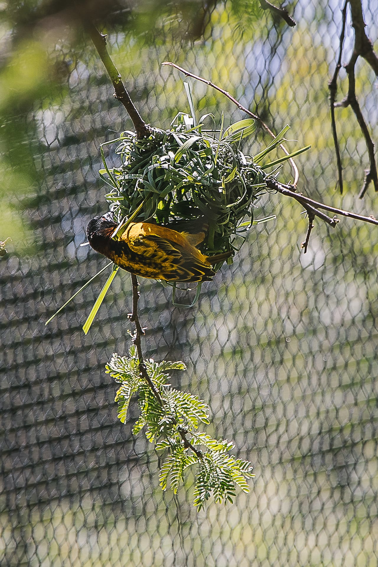 San Diego Zoo and Safari #travel #photography #zoo #safari