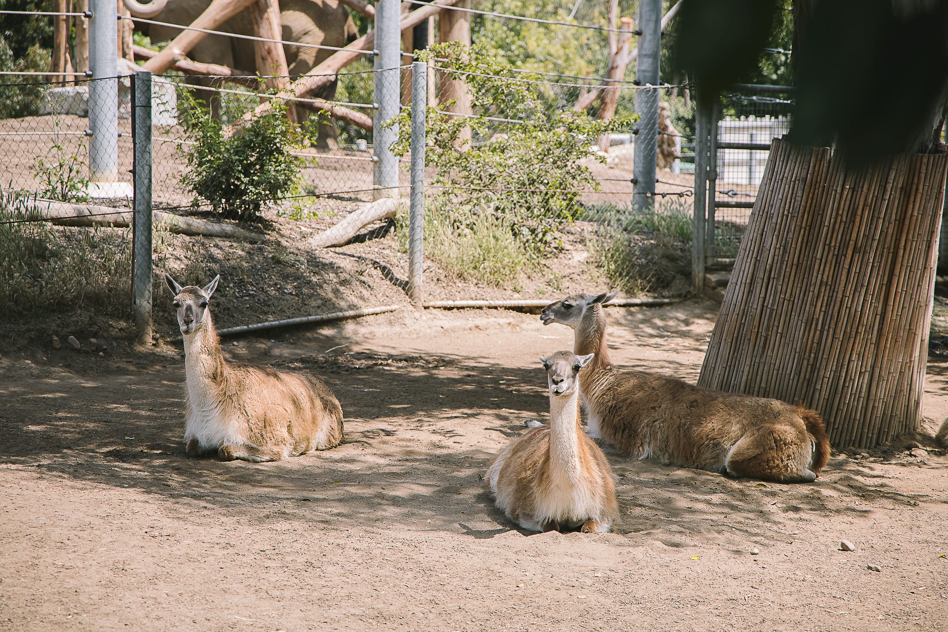 San Diego Zoo and Safari #travel #photography #zoo #safari