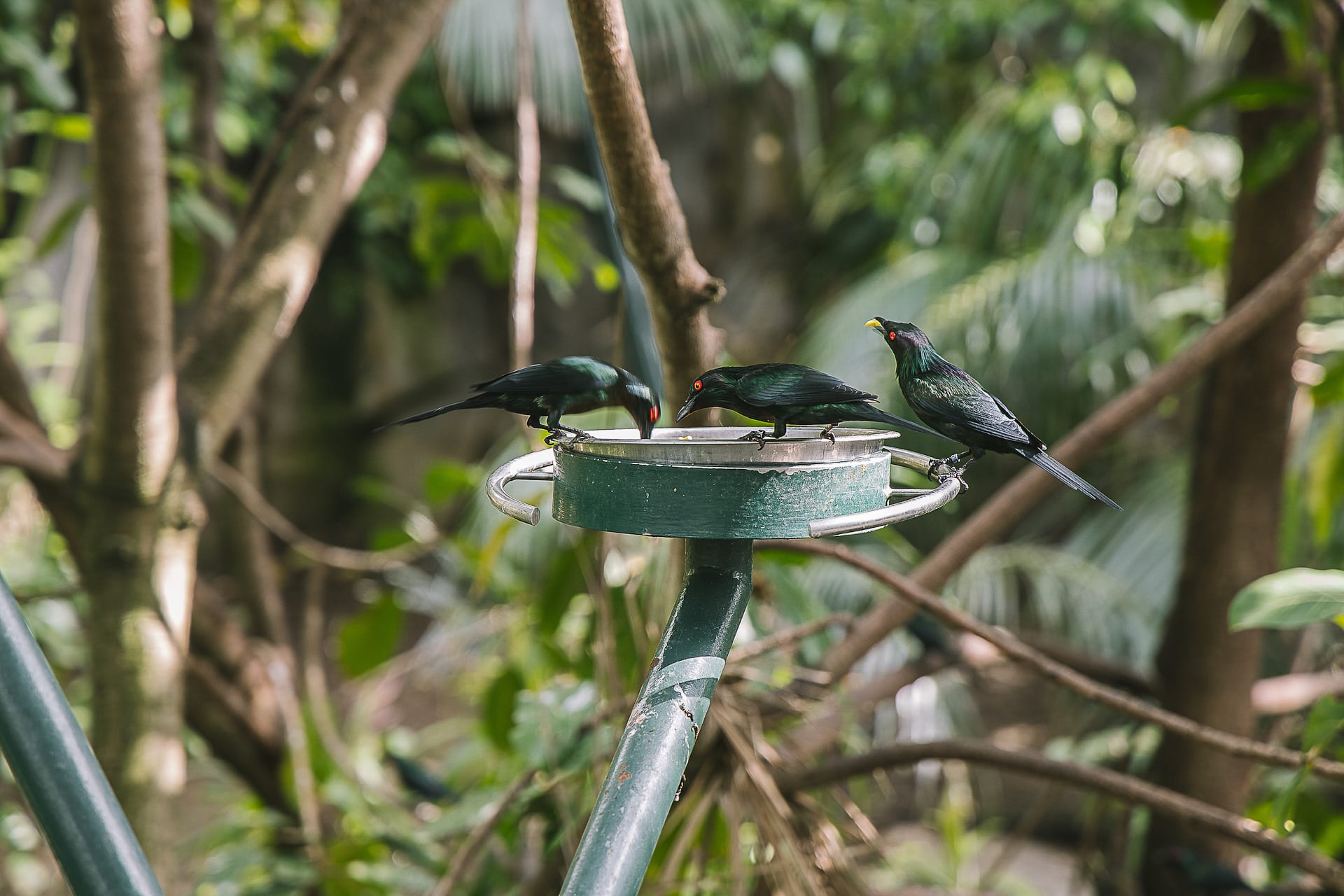 San Diego Zoo and Safari #travel #photography #zoo #safari