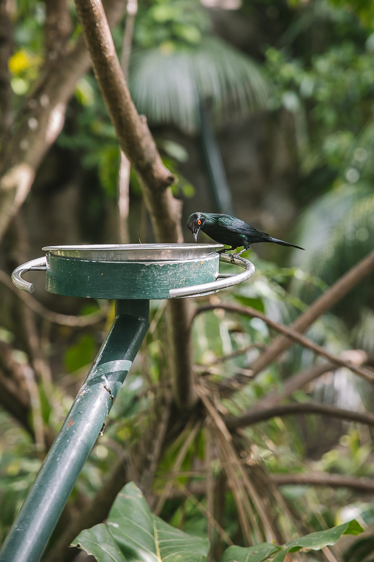 San Diego Zoo and Safari #travel #photography #zoo #safari