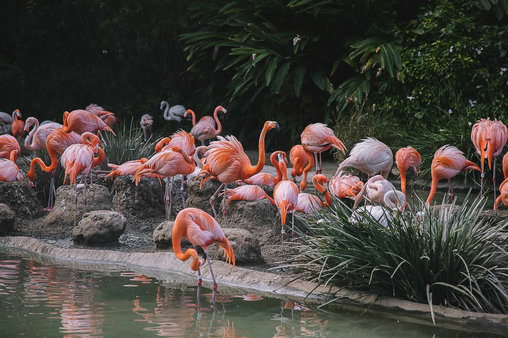 San Diego Zoo and Safari #travel #photography #zoo #safari