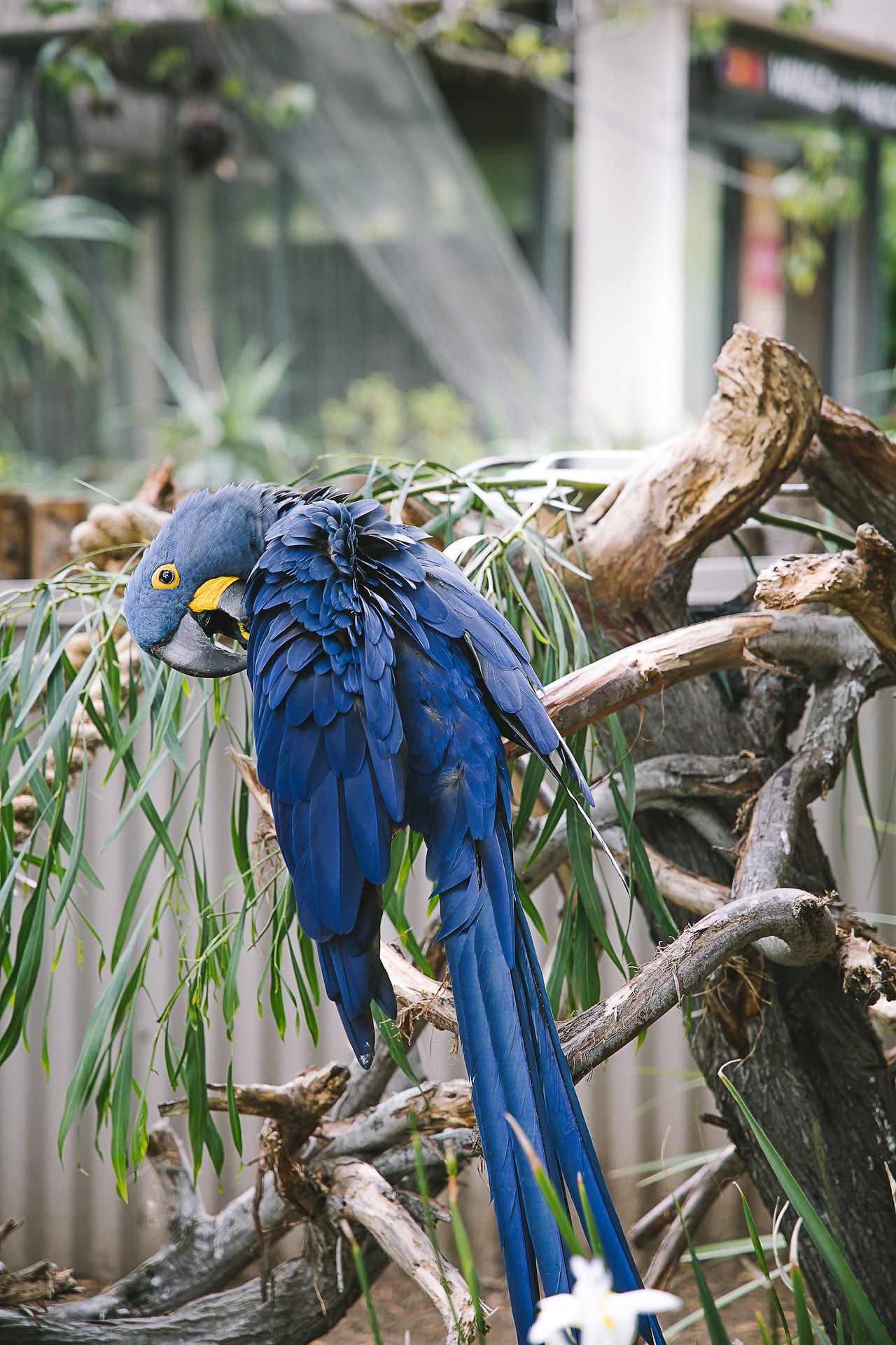 San Diego Zoo and Safari #travel #photography #zoo #safari