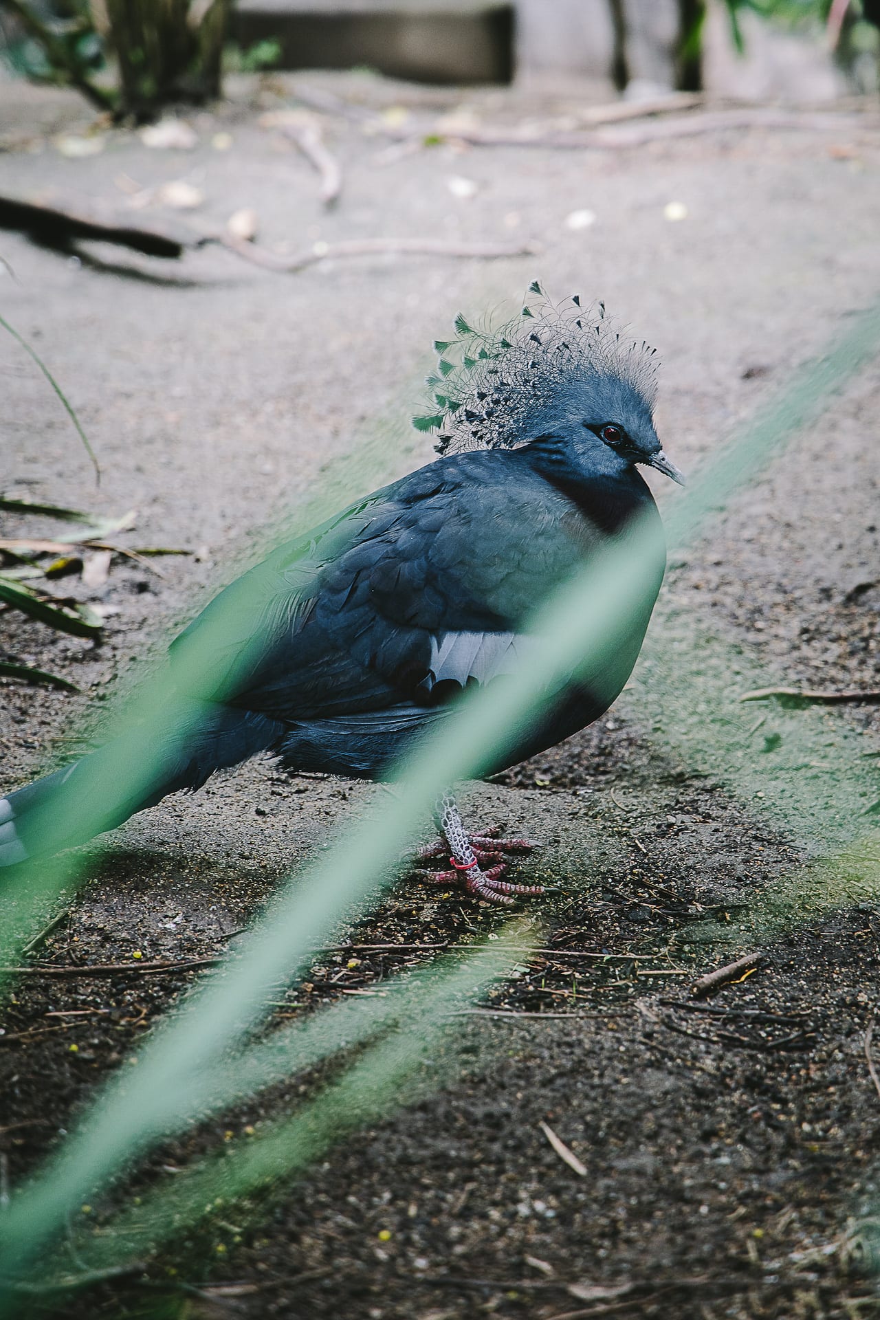 San Diego Zoo and Safari #travel #photography #zoo #safari