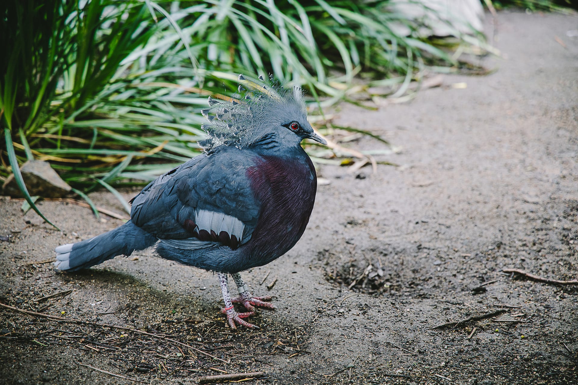 San Diego Zoo and Safari #travel #photography #zoo #safari