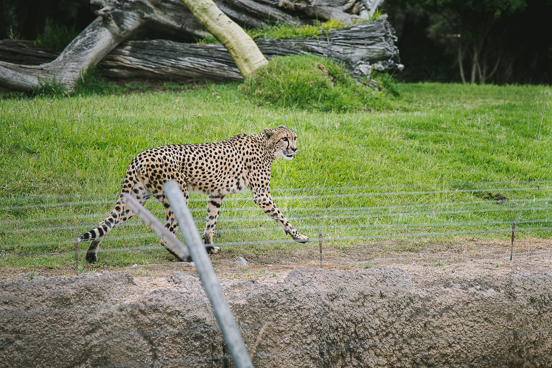 San Diego Zoo and Safari #travel #photography #zoo #safari