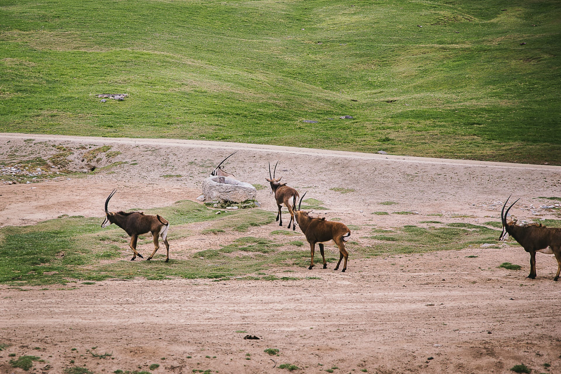 San Diego Zoo and Safari #travel #photography #zoo #safari