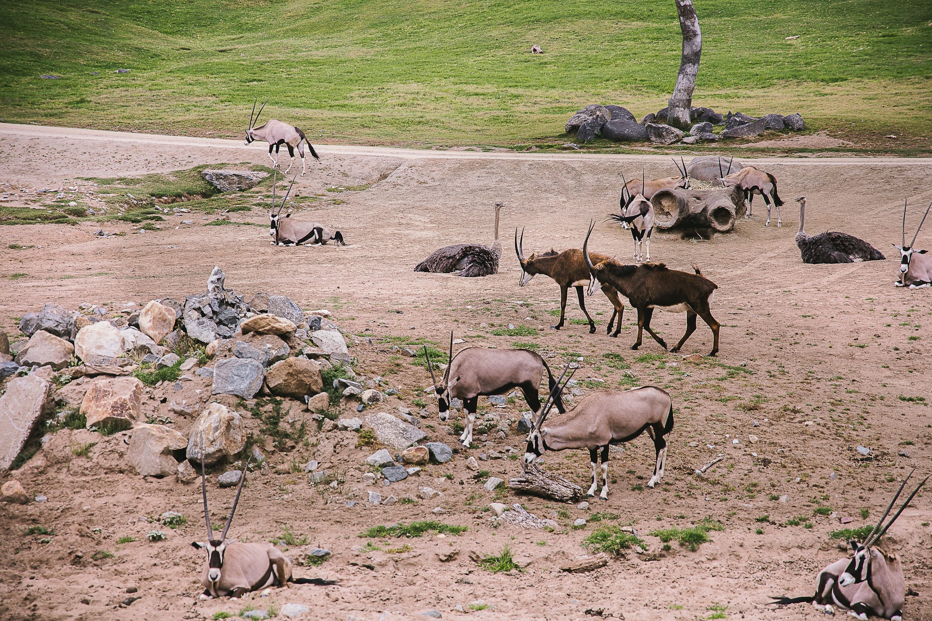 San Diego Zoo and Safari #travel #photography #zoo #safari