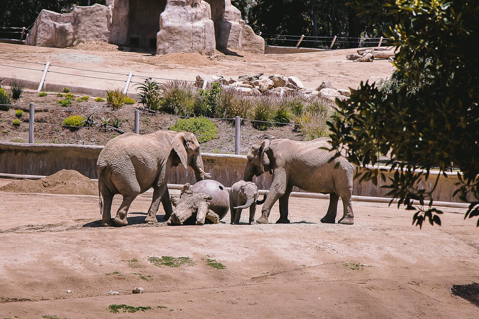 San Diego Zoo and Safari #travel #photography #zoo #safari