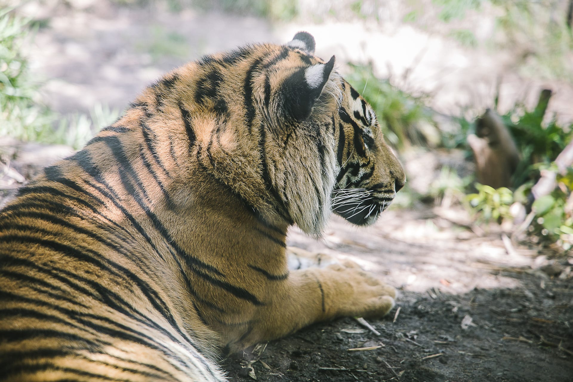 San Diego Zoo and Safari #travel #photography #zoo #safari