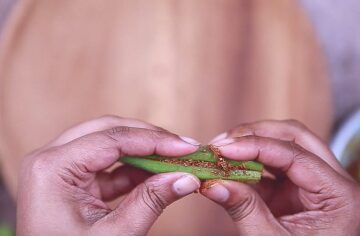 bharwa masala bhindi step 03