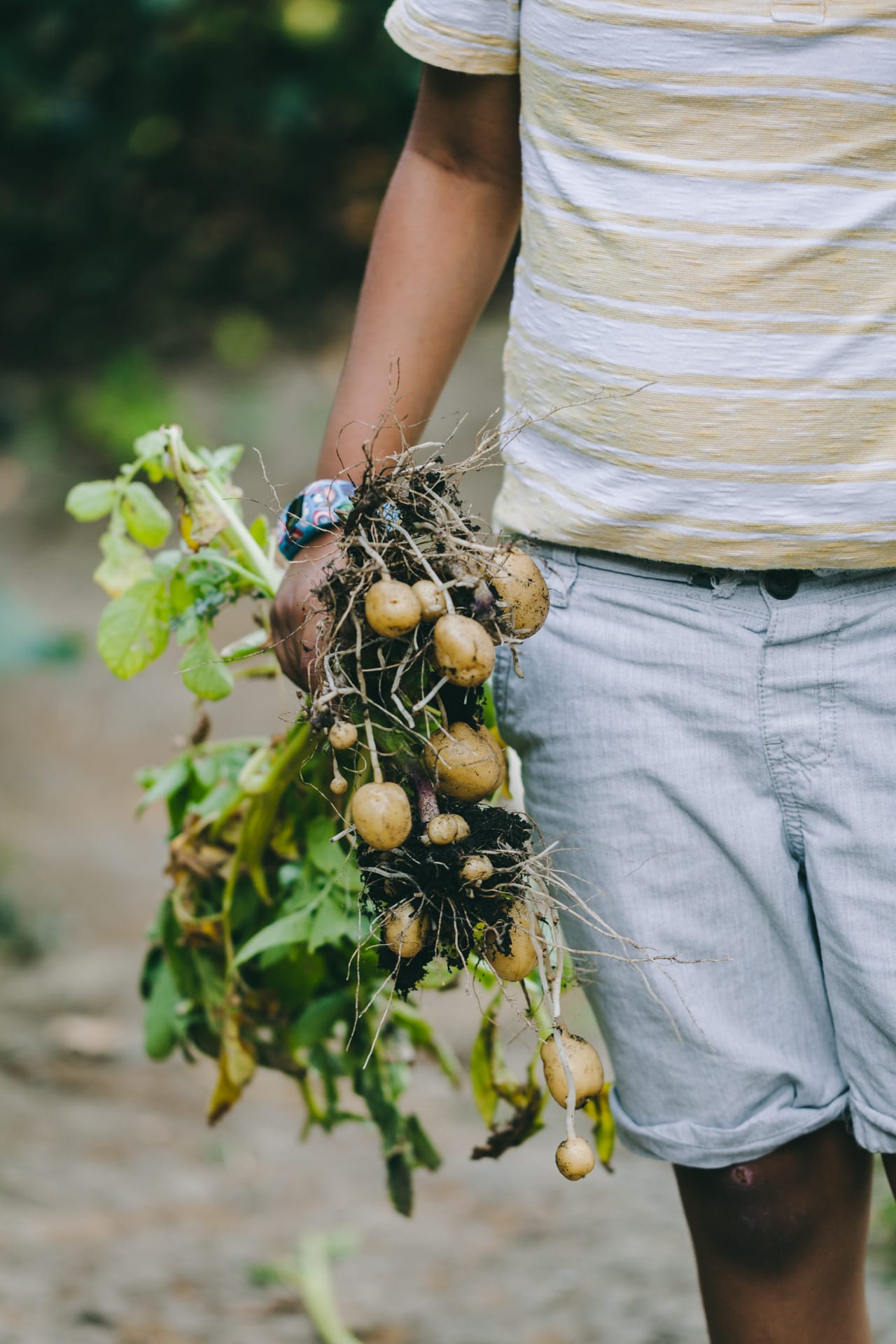 Gardening | Playful Cooking #poatoes #smashed #baked #foodphotography #foodstyling 