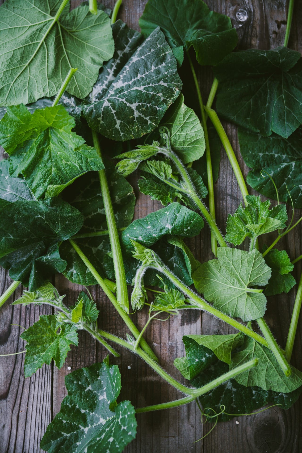 Lots of pumpkin stems and leaves on a wooden backdrop.