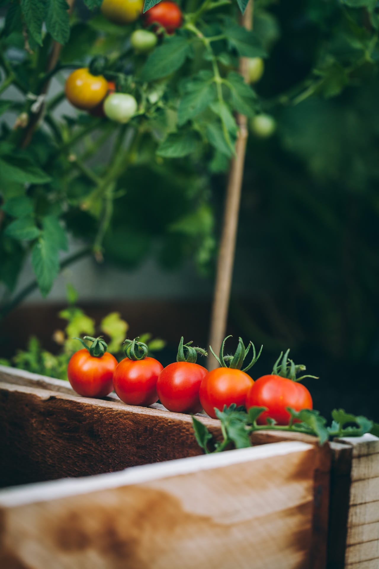 Fresh garden tomatoes arranges in one line on top of a garden bed with a tomato plant at the back