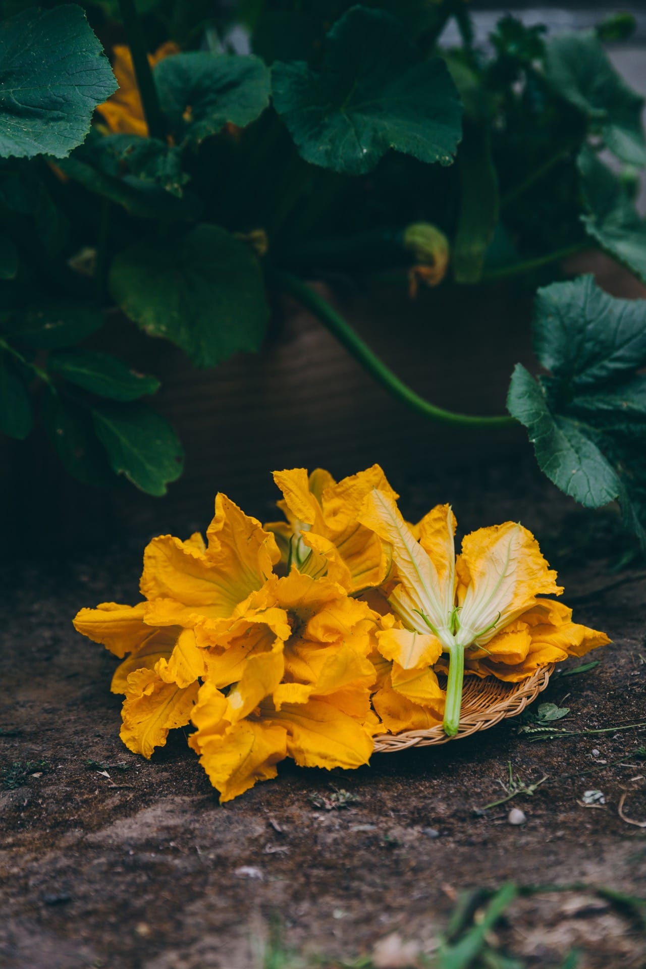 Fresh Zucchini Flowers from the garden, kept in a plate