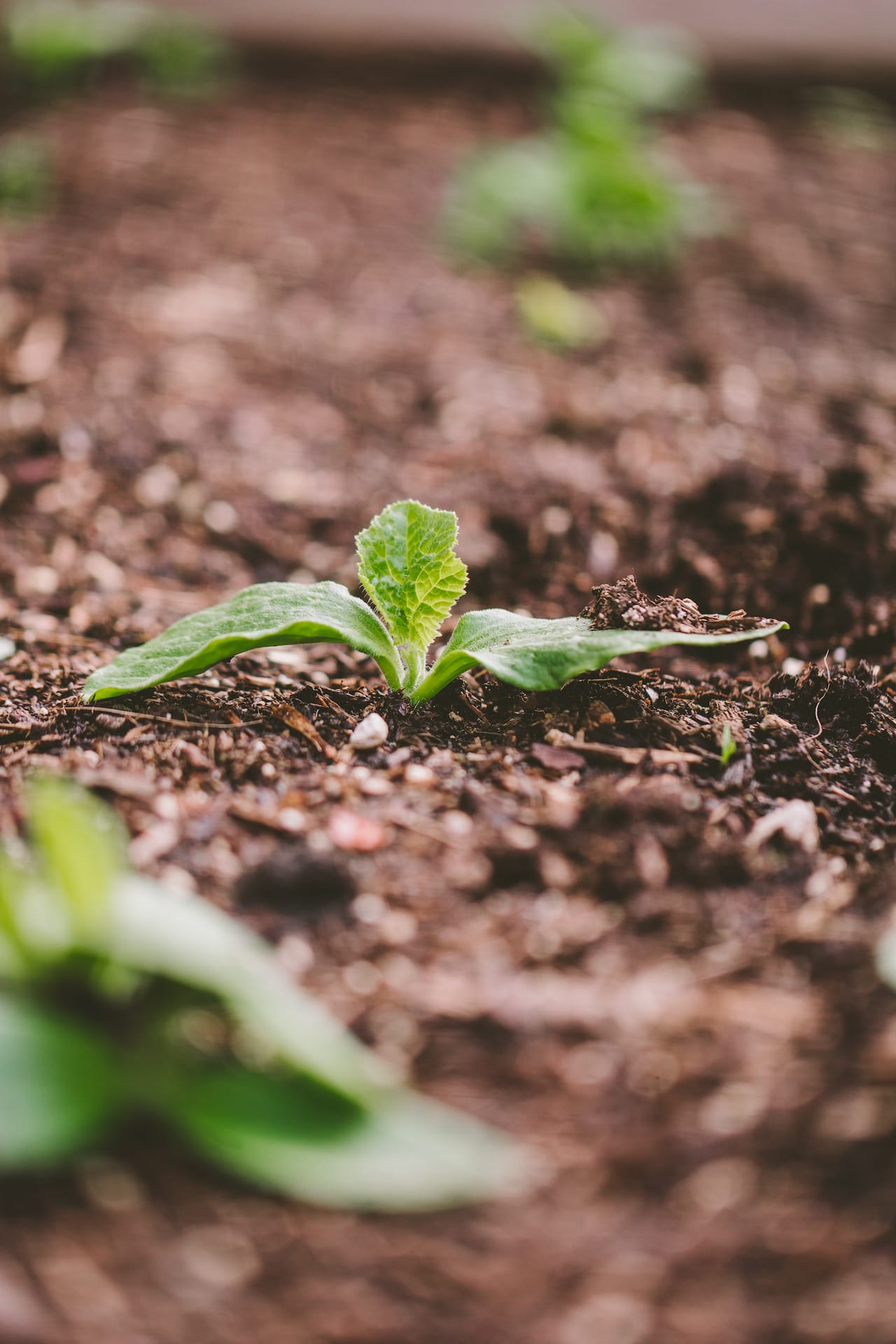 Backyard Gardening 2022