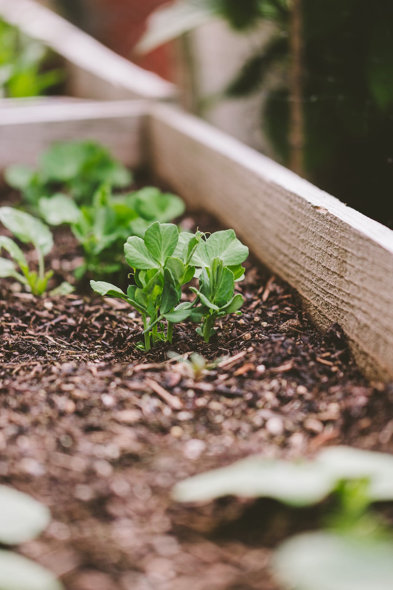 Backyard Gardening 2022