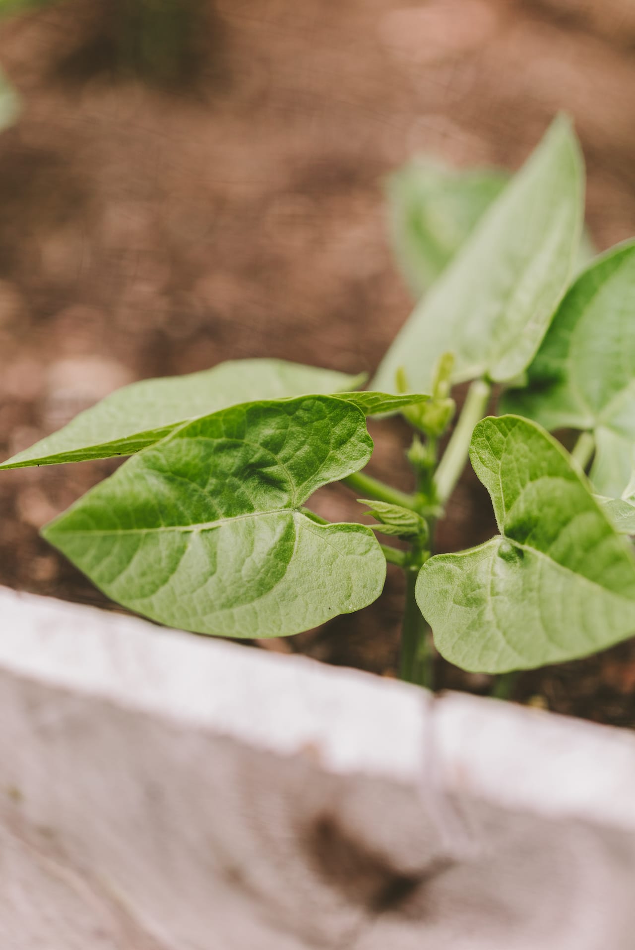 Backyard Gardening 2022