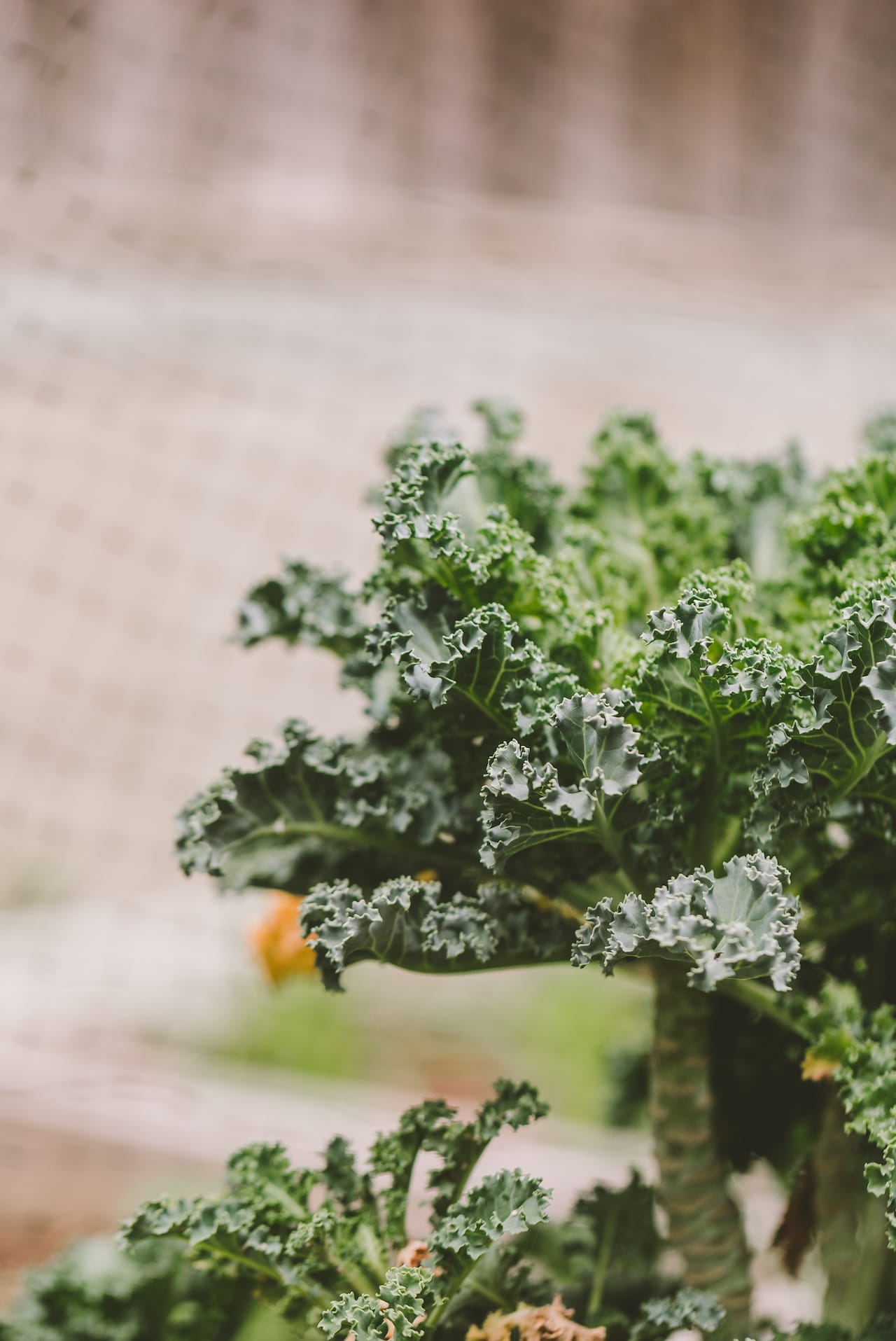 Backyard Gardening 2022