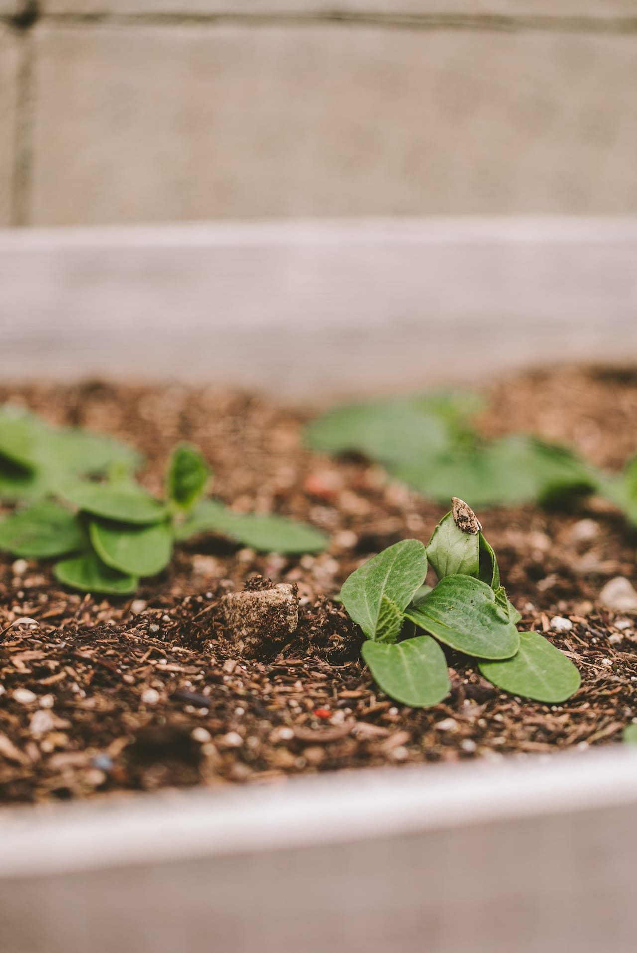 Backyard Gardening 2022