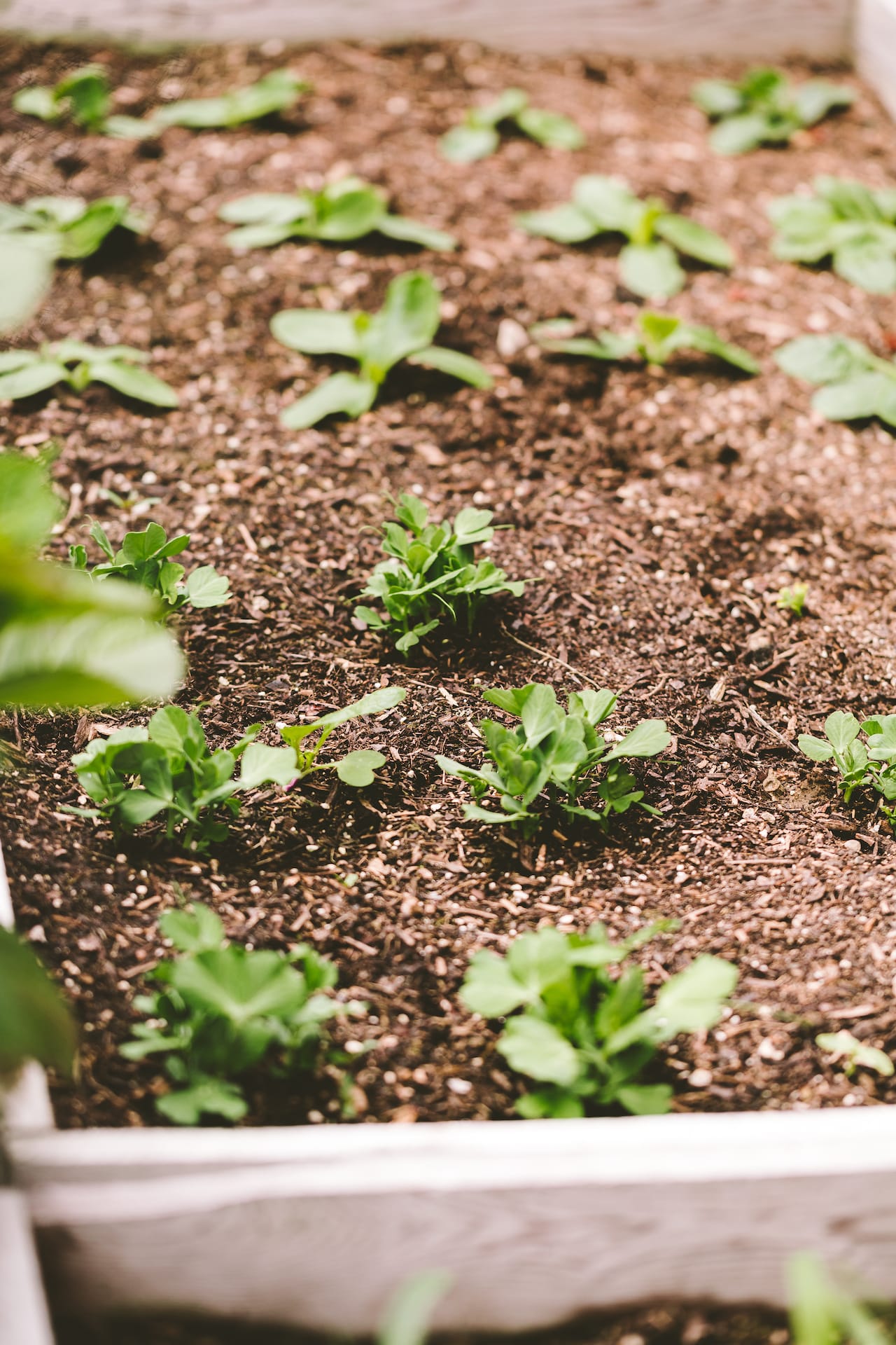 Backyard Gradening 2022