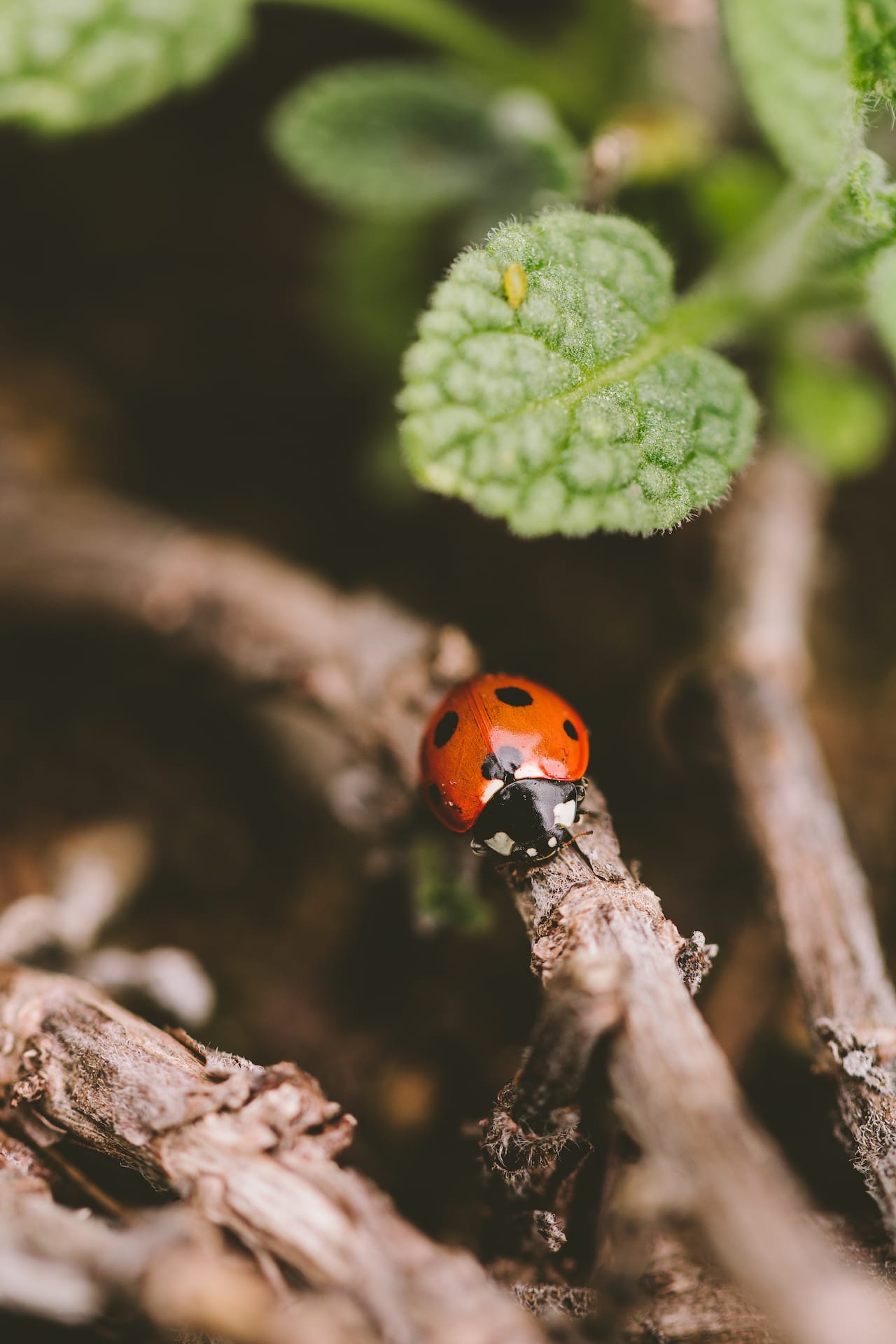 Backyard Gardening 2022