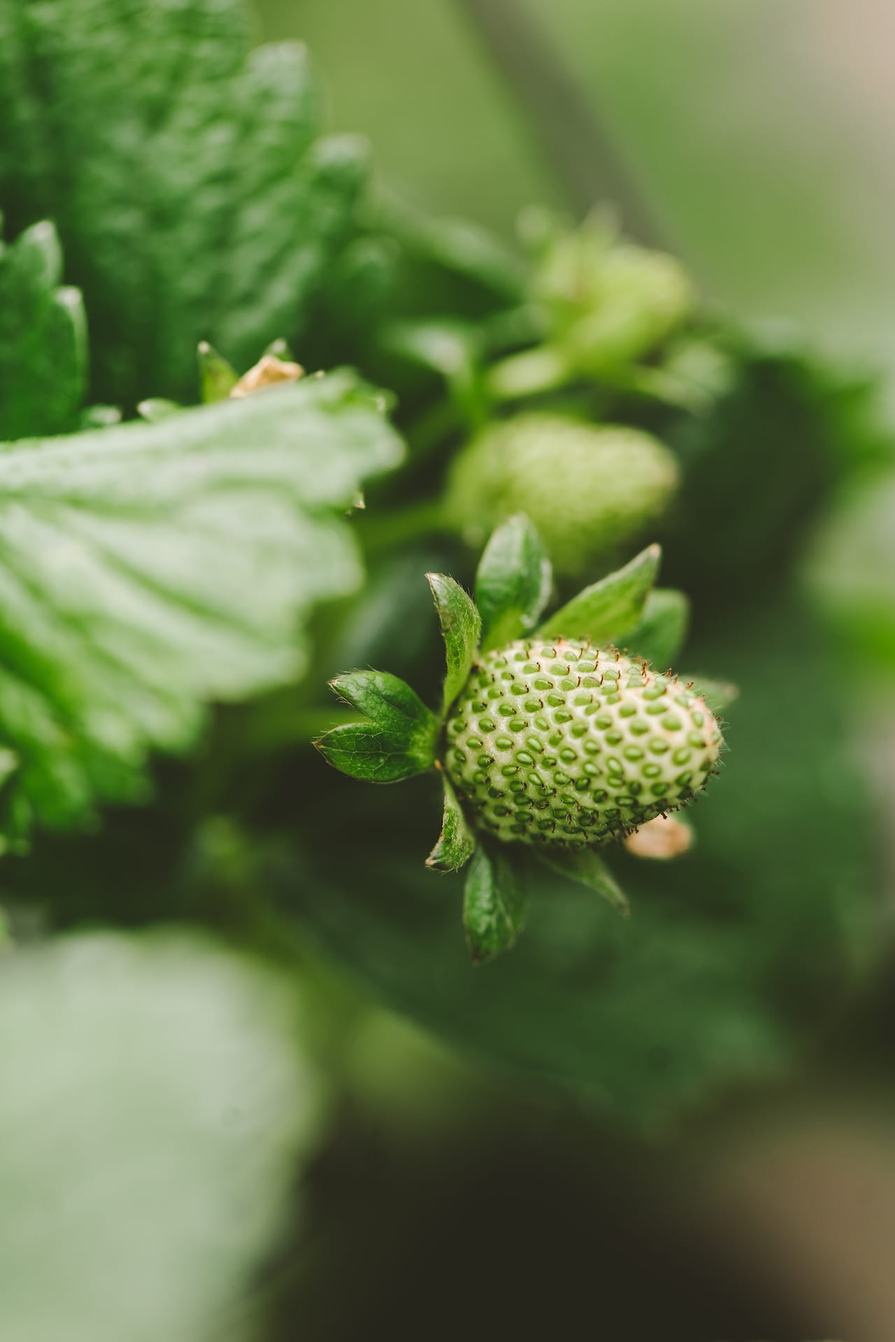 Backyard Gardening 2022