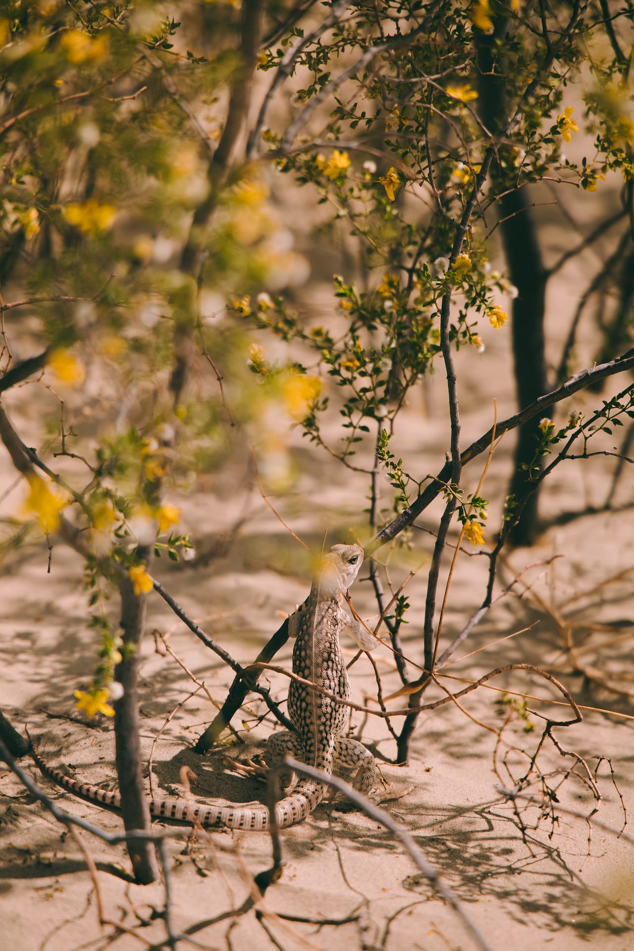 Travel Dairy - Death Valley National Park